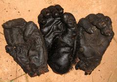 Hands of gorillas killed by a poacher in northern Congo (© PROGEPP – Projet Gestion des Ecosystèmes Périphériques au Parc National Nouabalé-Ndoki)